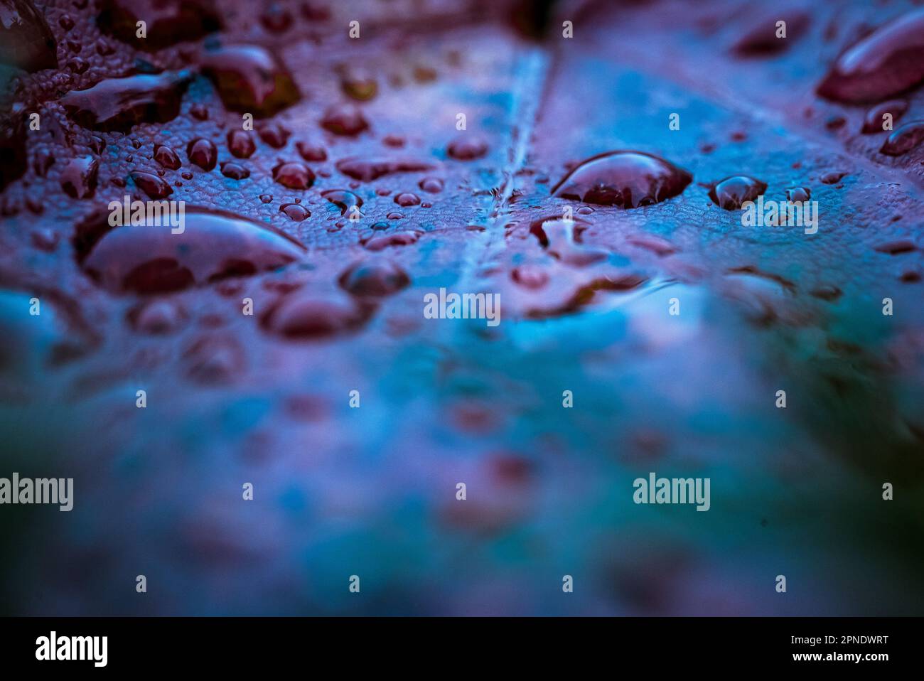 L'acqua piovana gocciola macrofotografia. Ripresa su Sony a7sii con un obiettivo macro Sigma da 70 mm. Foto Stock