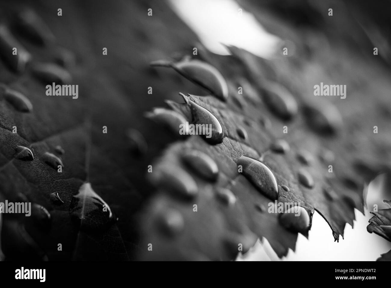 L'acqua piovana gocciola macrofotografia. Ripresa su Sony a7sii con un obiettivo macro Sigma da 70 mm. Foto Stock