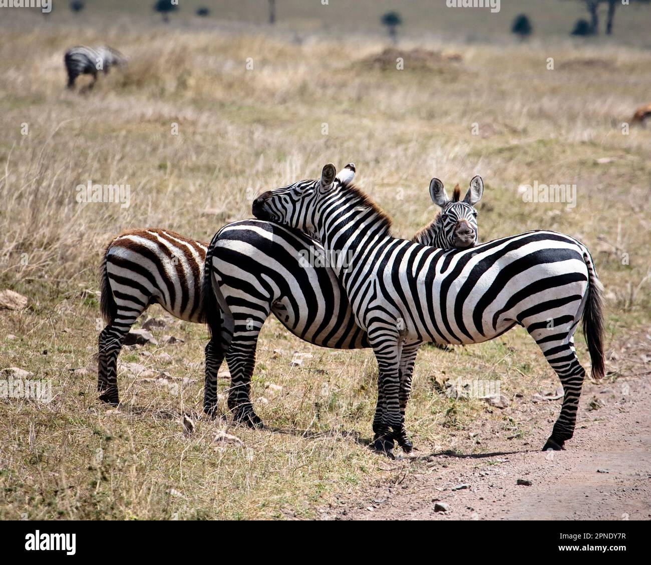 Grevys Zebra (Equus grevyi). Ngorongoro, Tanzania, luglio 2007 Foto Stock