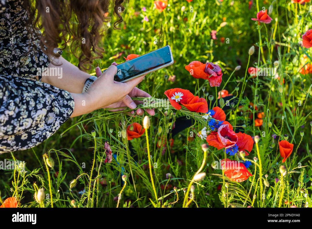 Una donna in un campo fotografa fiori selvatici e una corona di papaveri, margherite e fiori di mais. Foto Stock