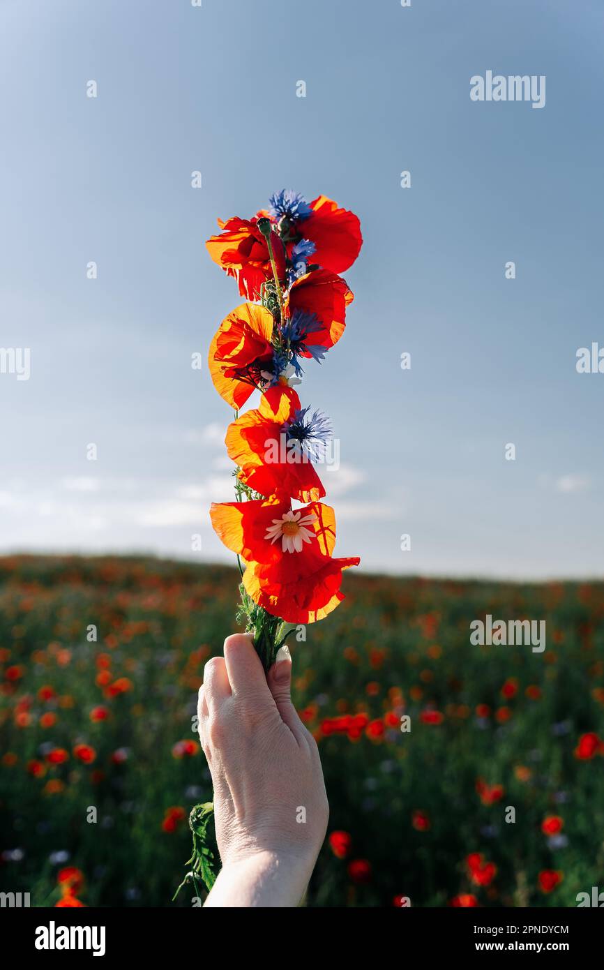 Una mano femminile tiene un fascio di fiori selvatici in un campo di papavero. Papaveri rossi e fiori di mais blu in mano a una donna. Foto Stock