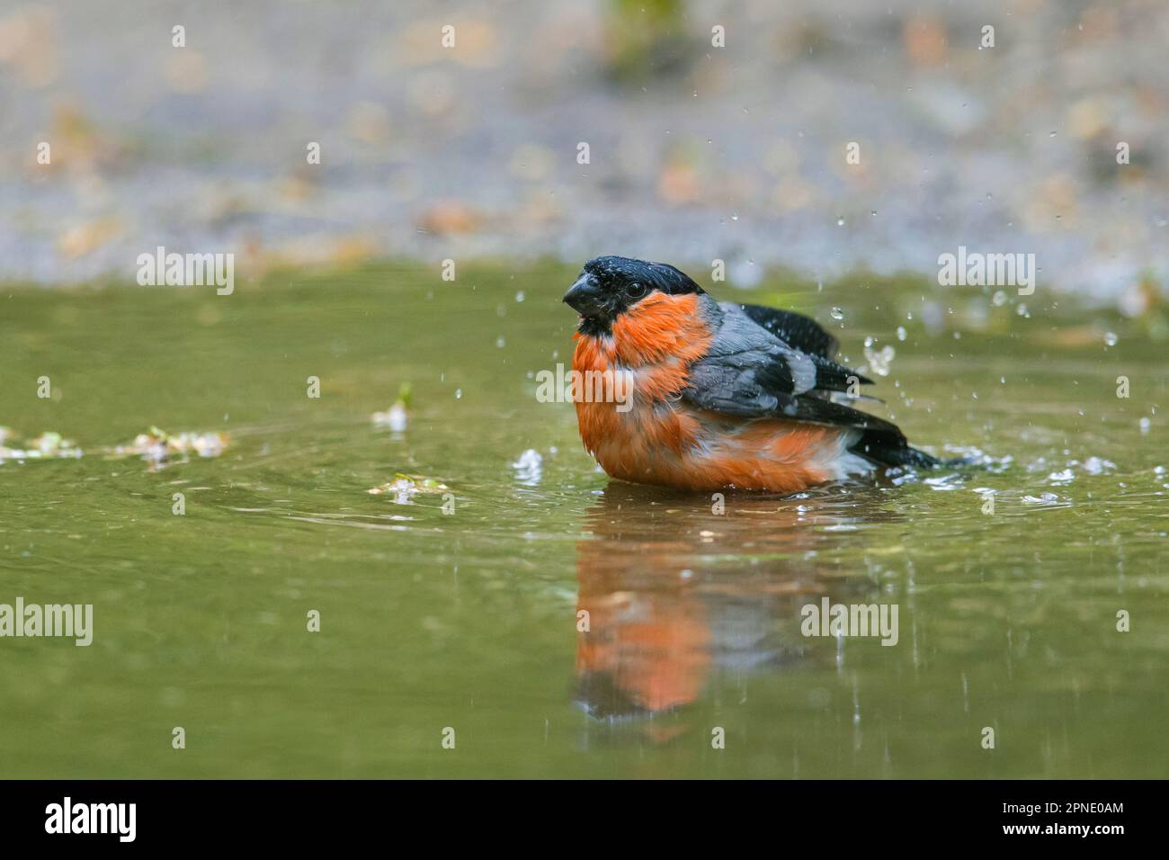 Bulbo eurasiatico / bulbo comune (Pyrhula pirrhula) bagno maschile in acque poco profonde da stagno / rivulet Foto Stock