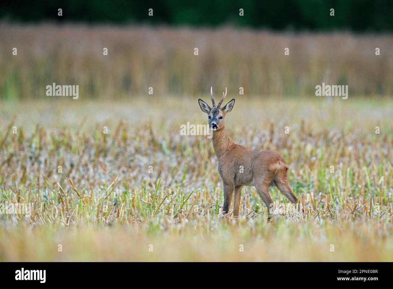 Capriolo europeo (Capreolus capreolus) foraggio buck in stubblefield / campo stoppia a bordo foresta in estate Foto Stock