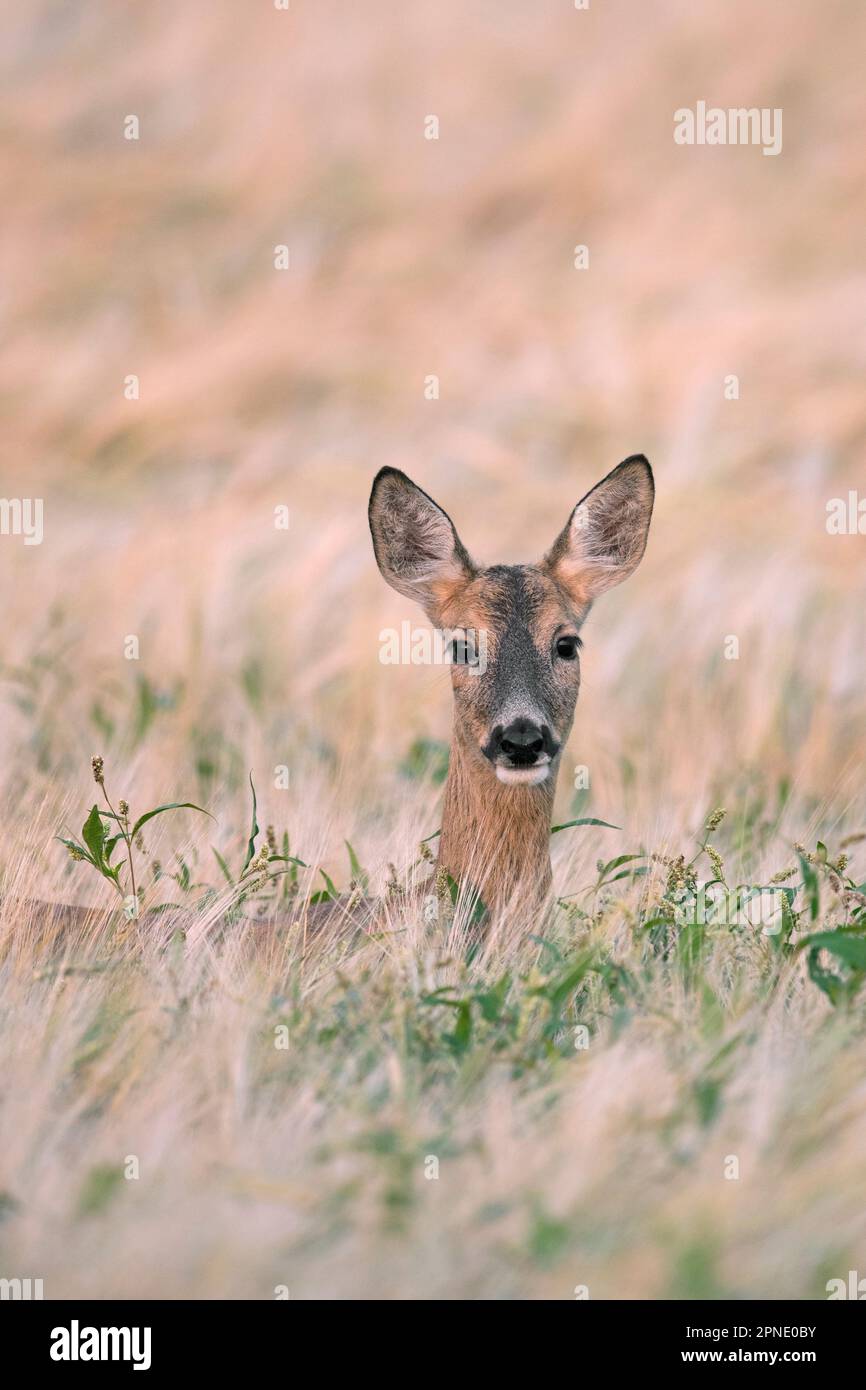 Capriolo europeo (Capreolus capreolus) capriolo / foraggio femminile in campo cerealicolo / campo di mais / campo di grano in estate Foto Stock