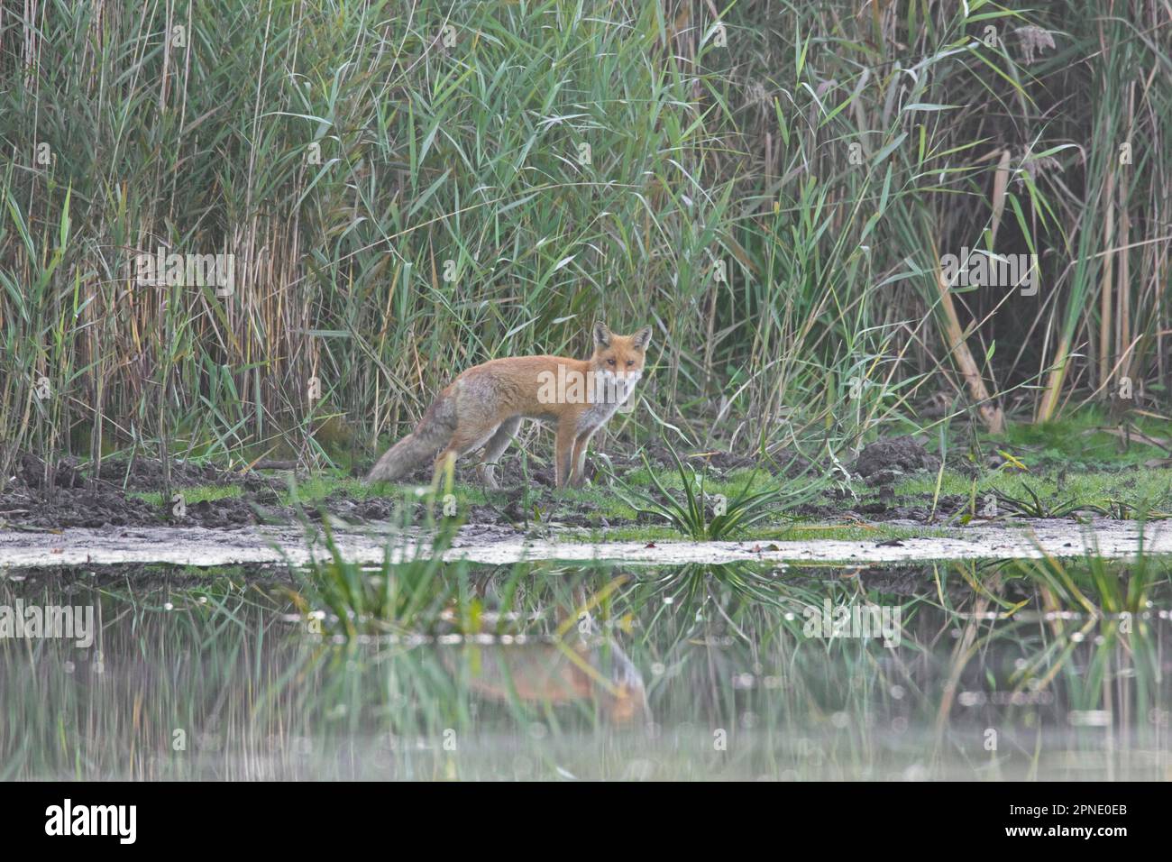 Solitario volpe rossa (vulpes Vulpes) caccia / foraggio lungo il letto di canna / riedbed sulla riva del lago in una mattina misty in autunno / autunno Foto Stock