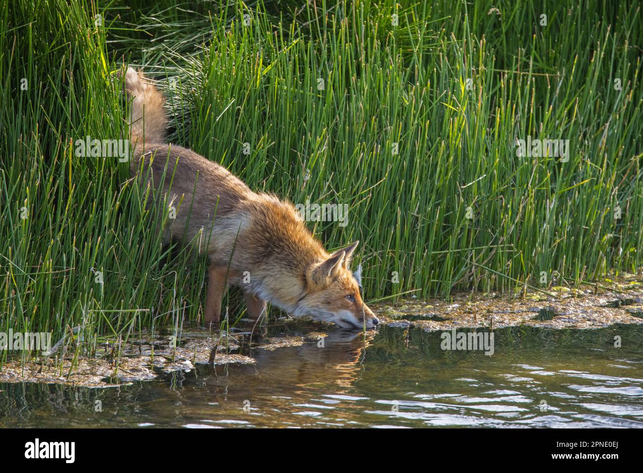 Volpe rossa solitaria (Vulpes vulpes) che emerge da piante acquatiche per bere acqua dal lago in estate Foto Stock