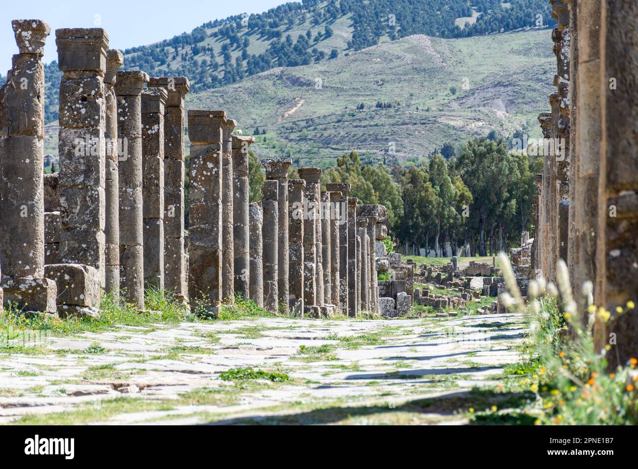 Vista delle colonne romane nell'antica città di Cuicul-Djemila. Sito patrimonio dell'umanità dell'UNESCO. Foto Stock