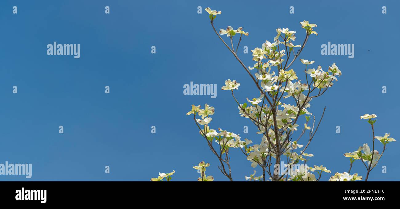 Scatto orizzontale di Springtime Dogwood fiorisce contro un cielo blu chiaro con spazio di copia. Foto Stock
