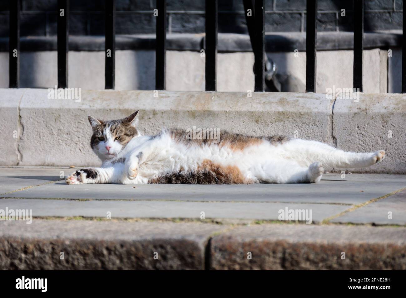 Downing Street, Londra, Regno Unito. 18th aprile 2023. Larry, bruno e bianco gatto tabby e Capo Mouser al Gabinetto Ufficio, al di fuori del numero 10 Downing Street. Foto di Amanda Rose/Alamy Live News Foto Stock