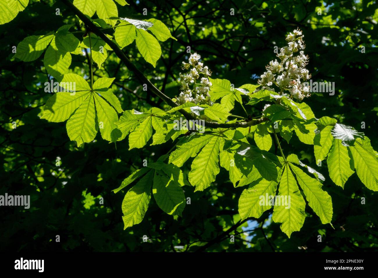 Primavera, verde, foglie, ippocastano, ramificazione, retroilluminazione, Foliage, Young Leaves, Sunlit, Aesculus hippocastanum Foto Stock