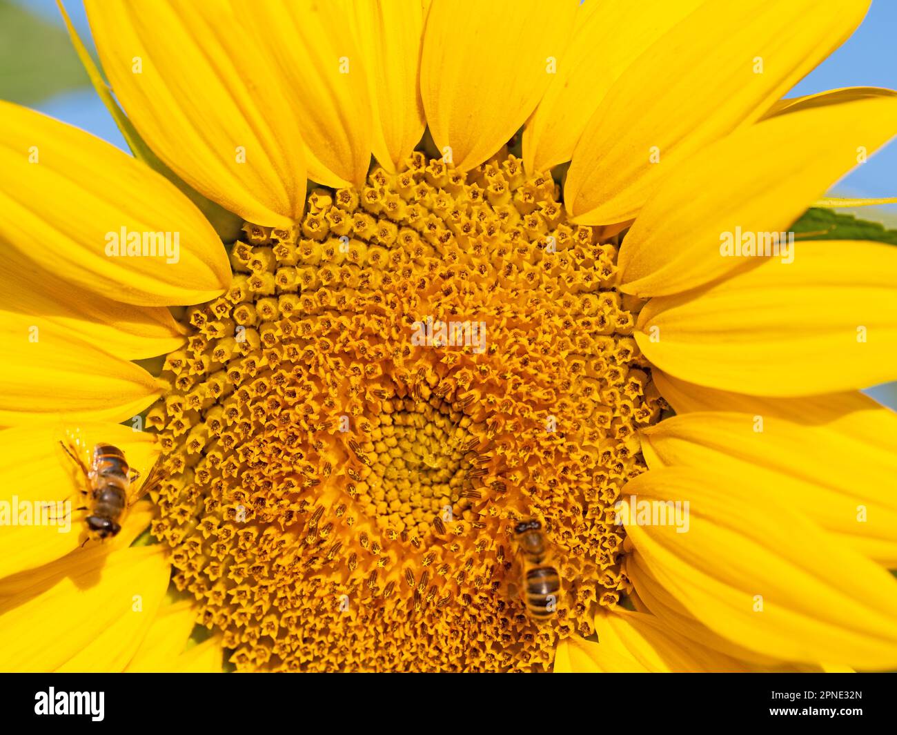 Girasole, Helianthus annuus, in primo piano Foto Stock