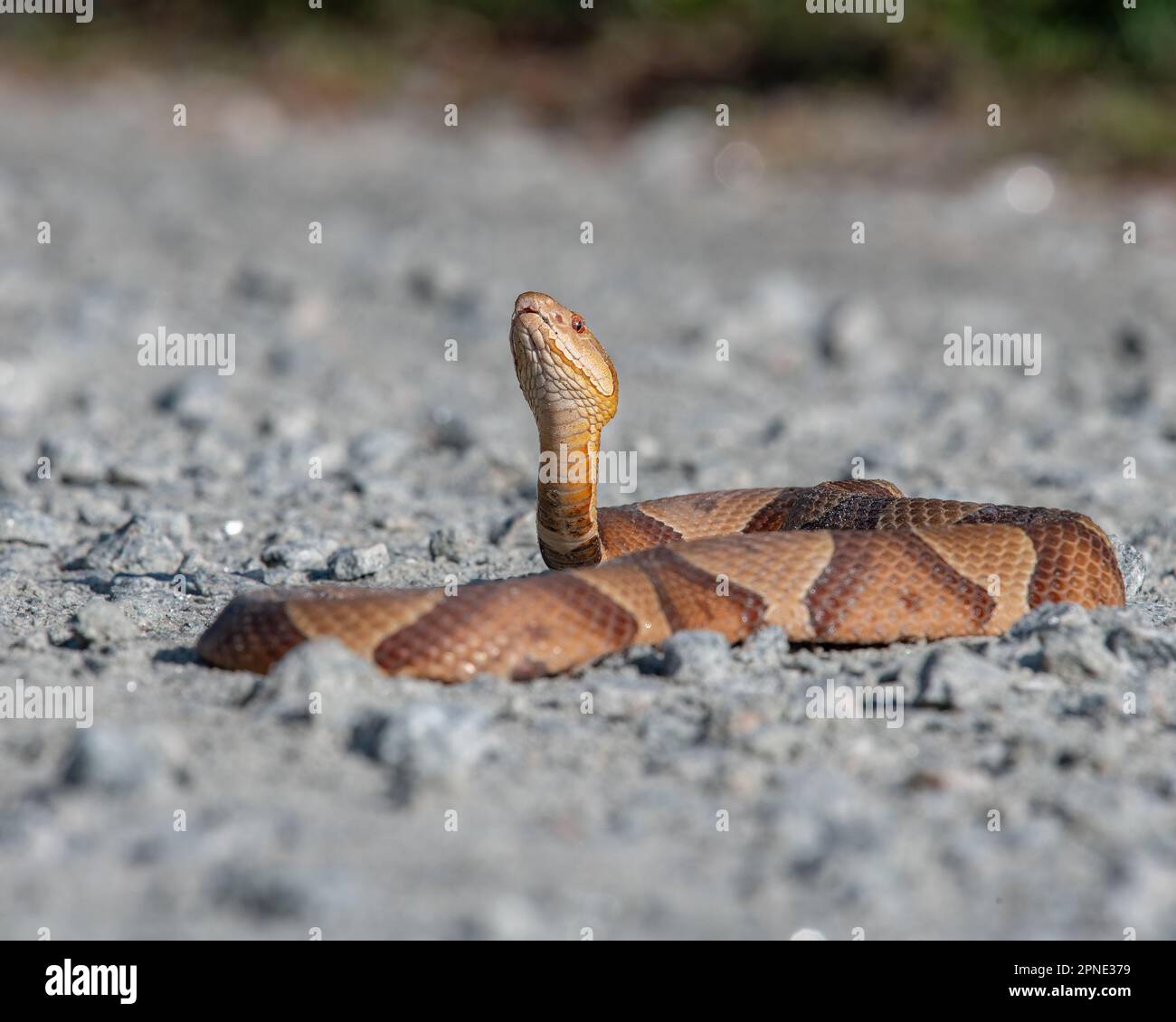 Un grande serpente è raffigurato sdraiato sul terreno tra uno sfondo di pietre, rocce e erba Foto Stock