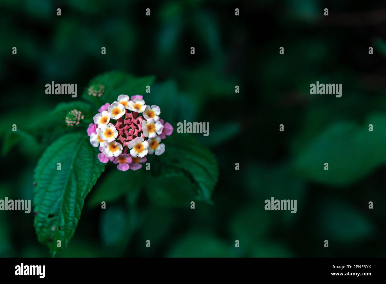 Pianta unica con fiori bianchi e rosa nello stesso mazzo con piante verdi sullo sfondo Foto Stock