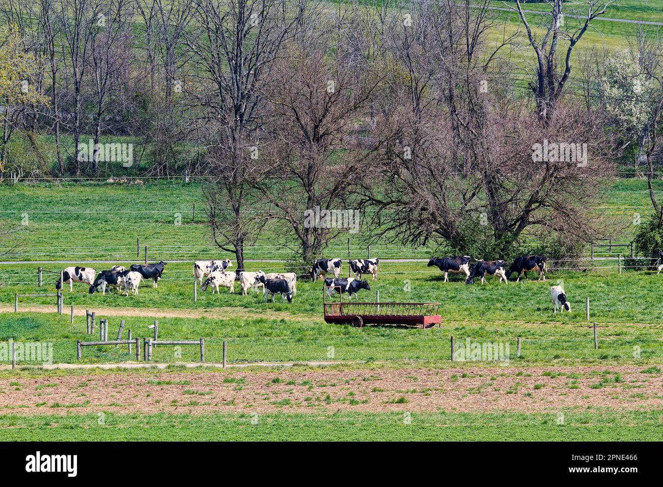 scena di fattoria, mucche che che pascolo, nero, bianco, erba verde, alberi nudi, scherma, rurale, primavera precoce, animali domestici, Bestiame, paesaggio, Pennsylvania, C Foto Stock