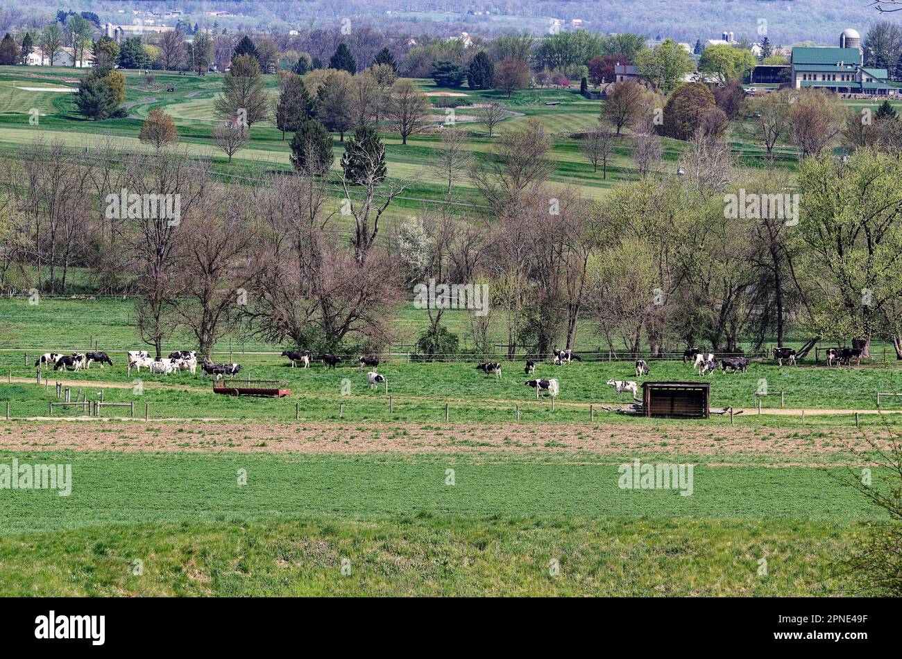 paesaggio, scena rurale, mucche che che pascolo, fattoria, pascolo, Campo da golf collinare, alberi che iniziano a foglia, erba verde, primavera, Pennsylvania, Chester County, PA Foto Stock