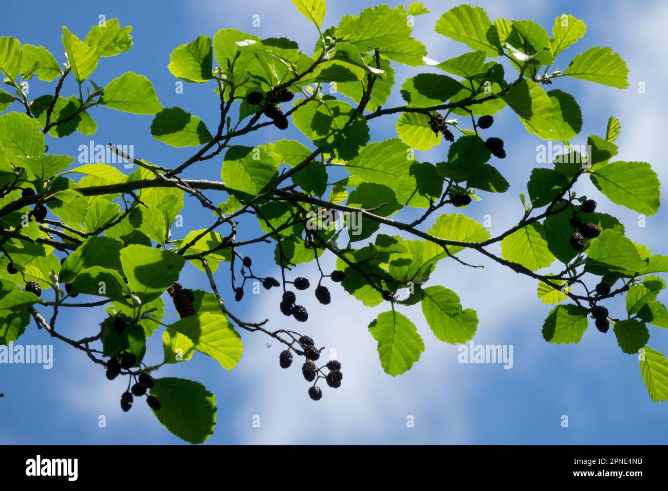European alder alnus glutinosa immagini e fotografie stock ad alta ...