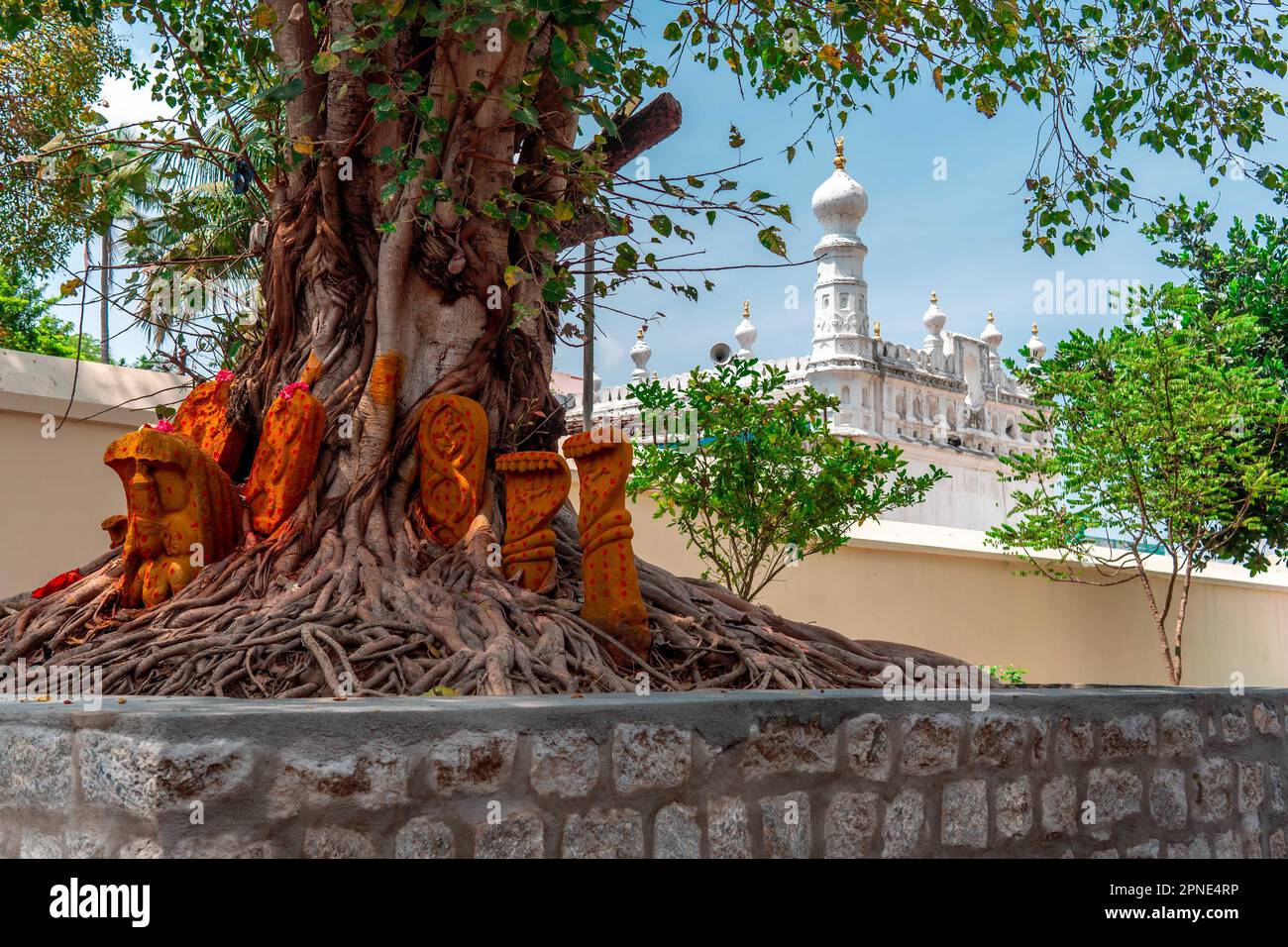 Con una moschea musulmana dietro di essa, un tempio indù sotto un albero di peepal (Ficus religiosa o fico sacro) simboleggia la convivenza e l'armonia religiosa. Foto Stock