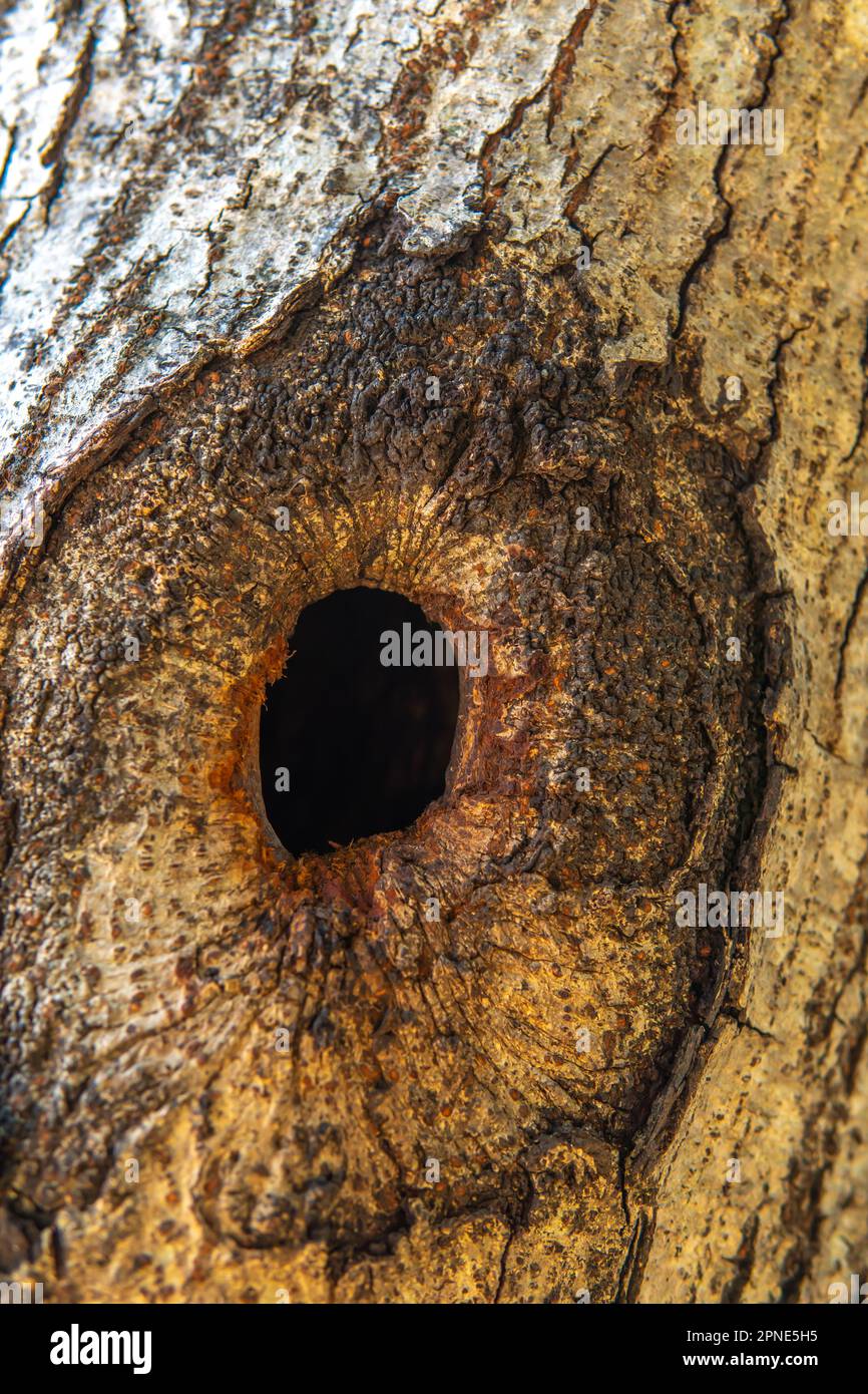 una somiglianza ad un elefante o ad un occhio animale a forma di buco in un tronco di albero Foto Stock