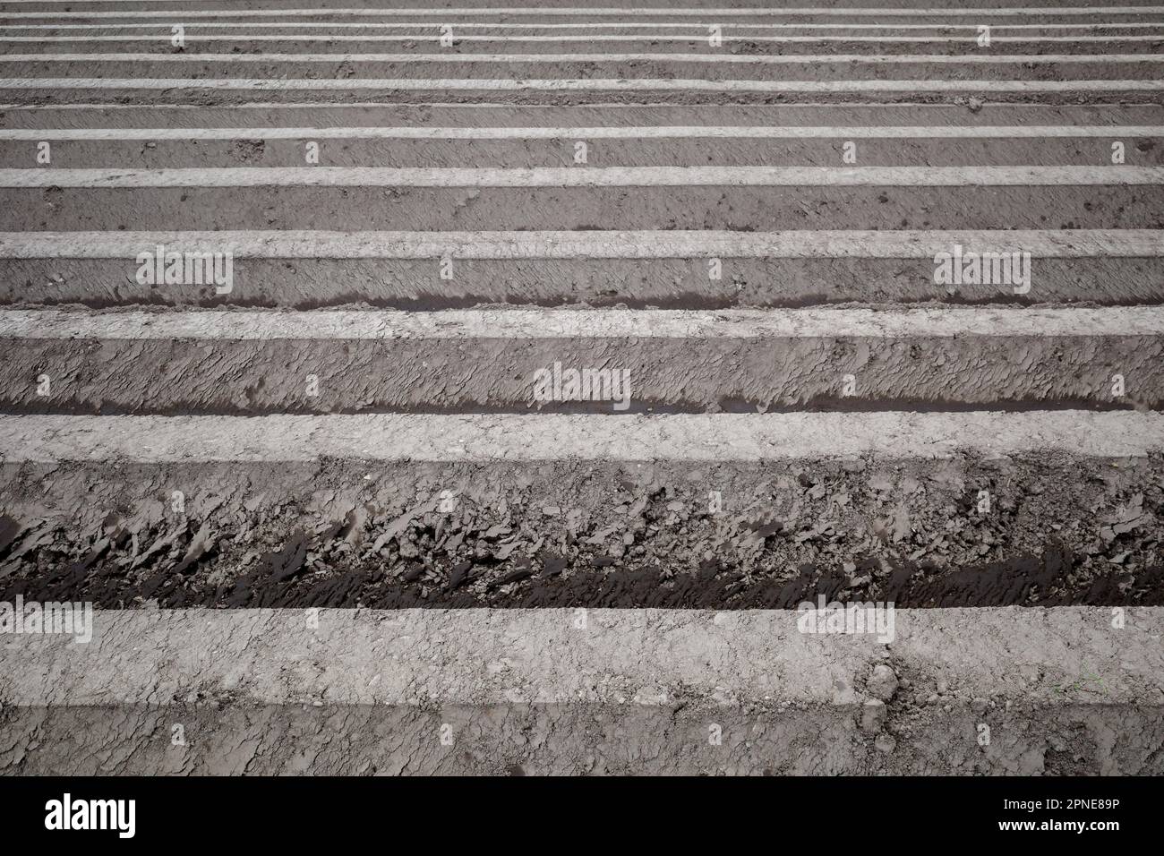 Fila di tumulo di suolo, preparando suolo per campo agricolo per crescere pianta. Foto Stock