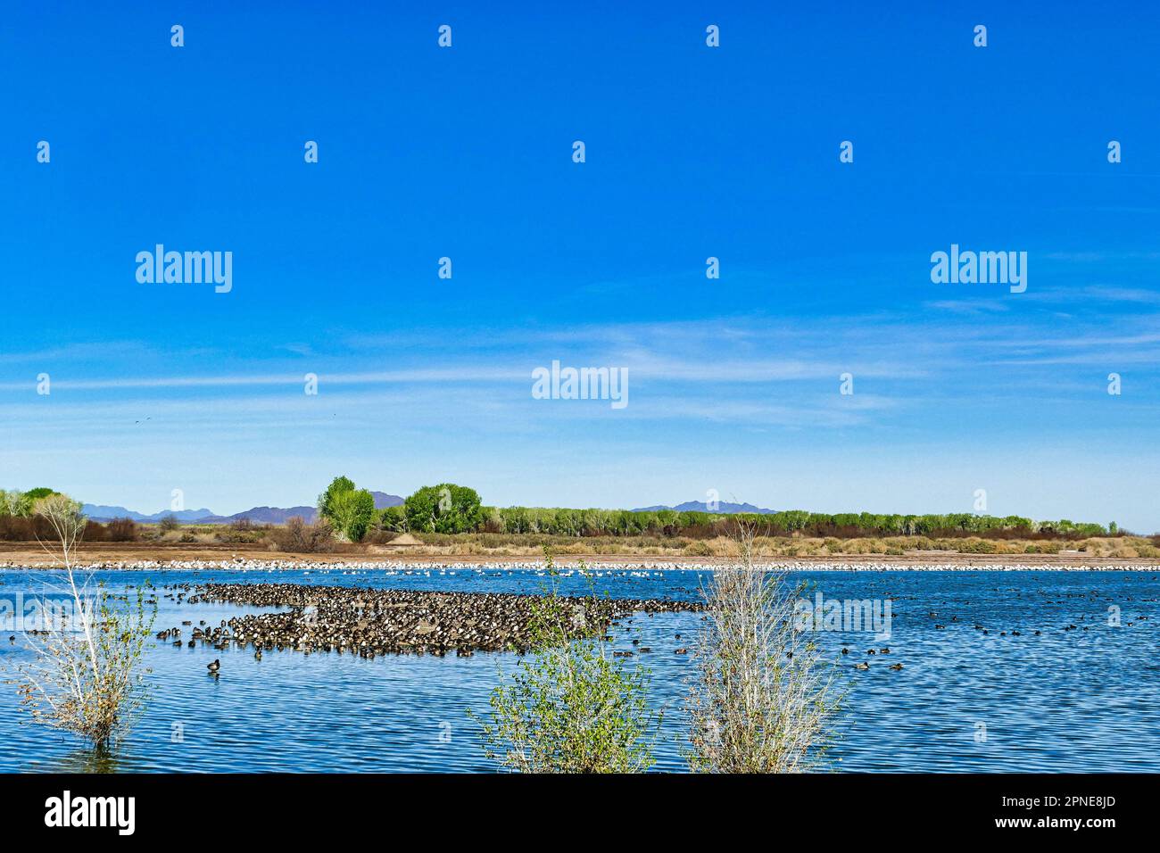 Migrazione di anatre e oche in un lago nel Cibola Wildlife Refuge, nella pianura alluvionale del fiume Colorado in Arizona, al confine con la California Foto Stock