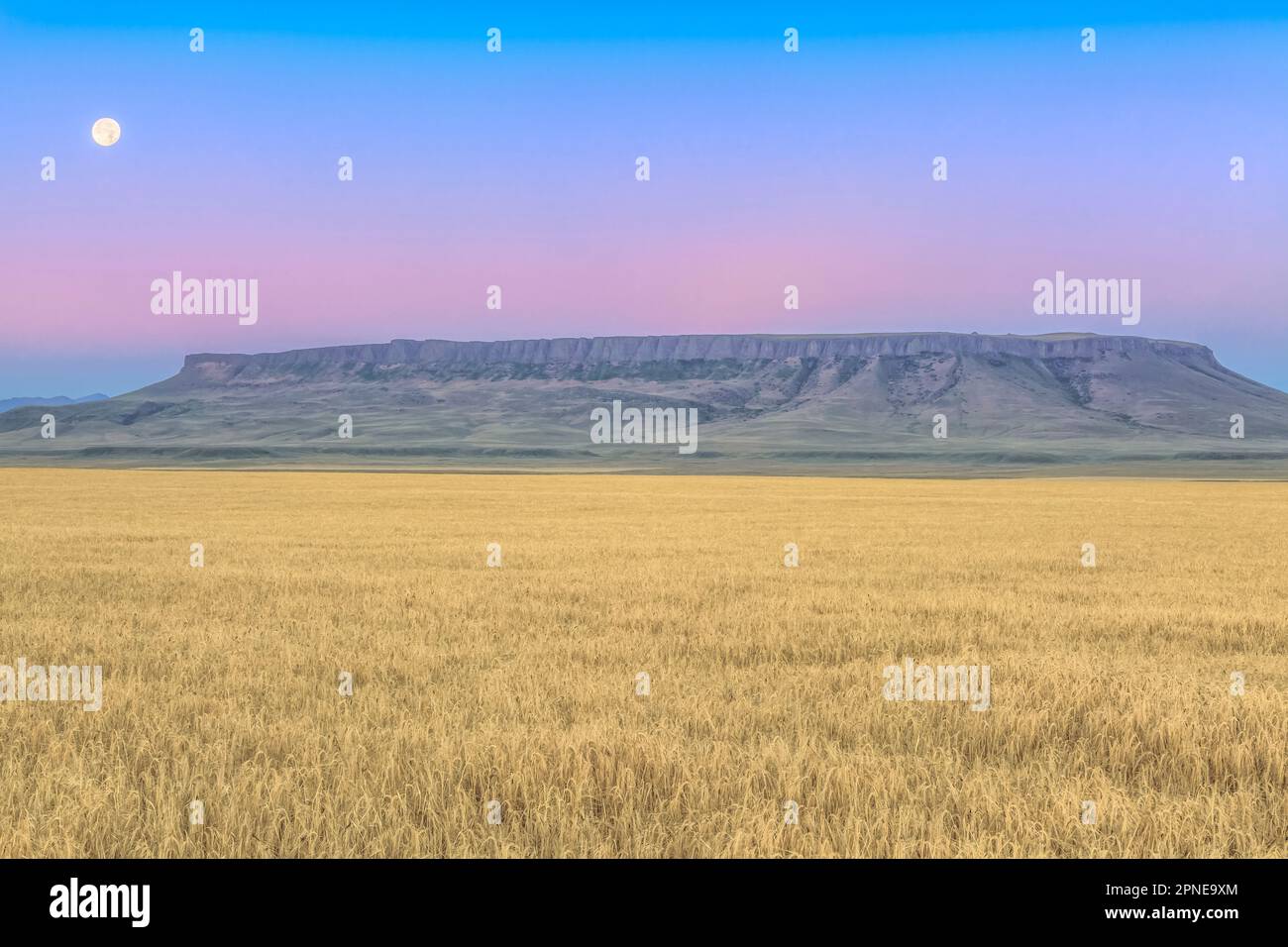 ambientazione lunare in un cielo pre-alba su piazza butte e campo di grano vicino a ulm, montana Foto Stock