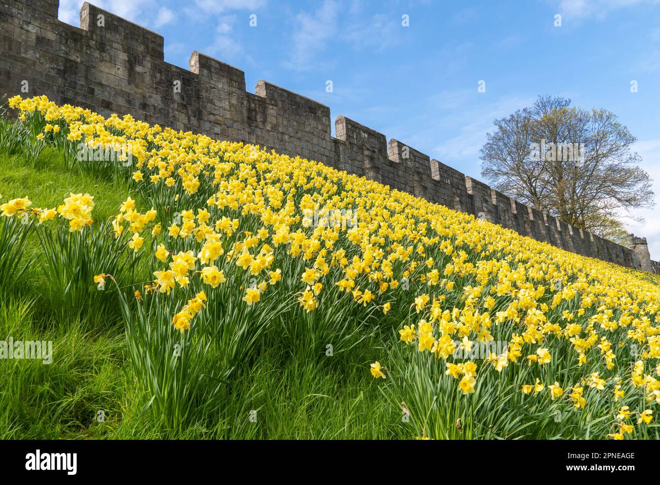 Paesaggio delle mura della città che circondano York con un sacco di narcisi Springtime in una pittoresca immagine di viaggio Foto Stock