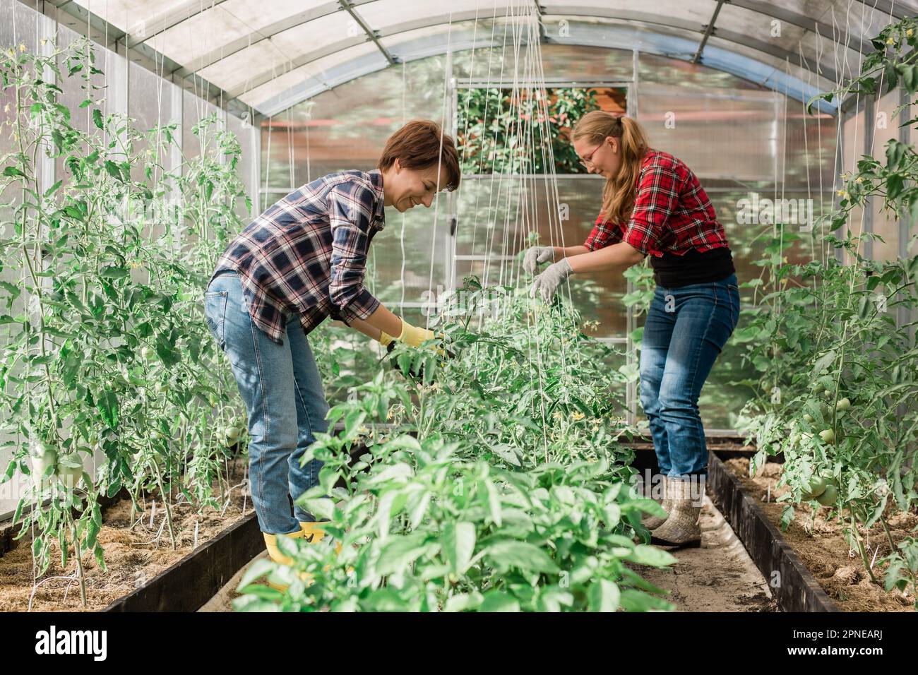 Due donne che lavorano all'interno del giardino serra - Nursery e concetto di primavera Foto Stock