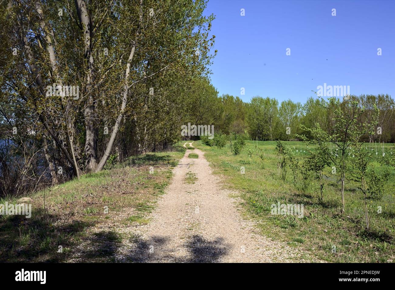 Sentiero sterrato vicino ad un prato delimitato da alberi in una foresta in una giornata di sole nella campagna italiana Foto Stock