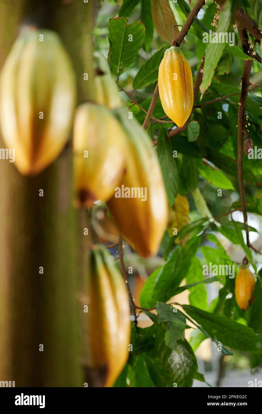 Capsula di cacao giallo crudo su fondo di piante sfocate Foto Stock