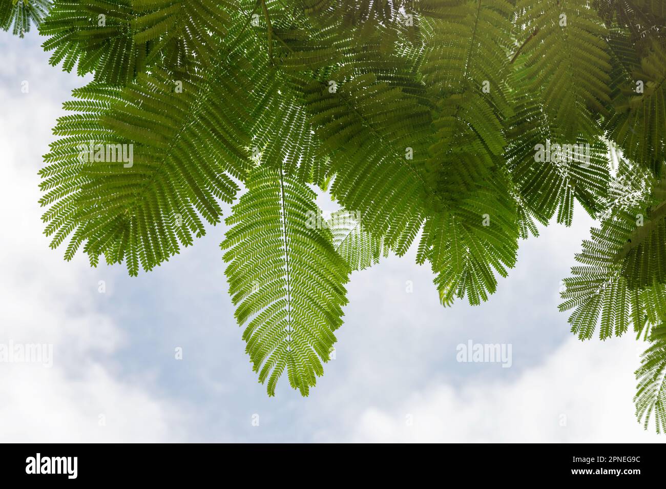 Rami con verdi foglie tropicali su sfondo blu cielo Foto Stock