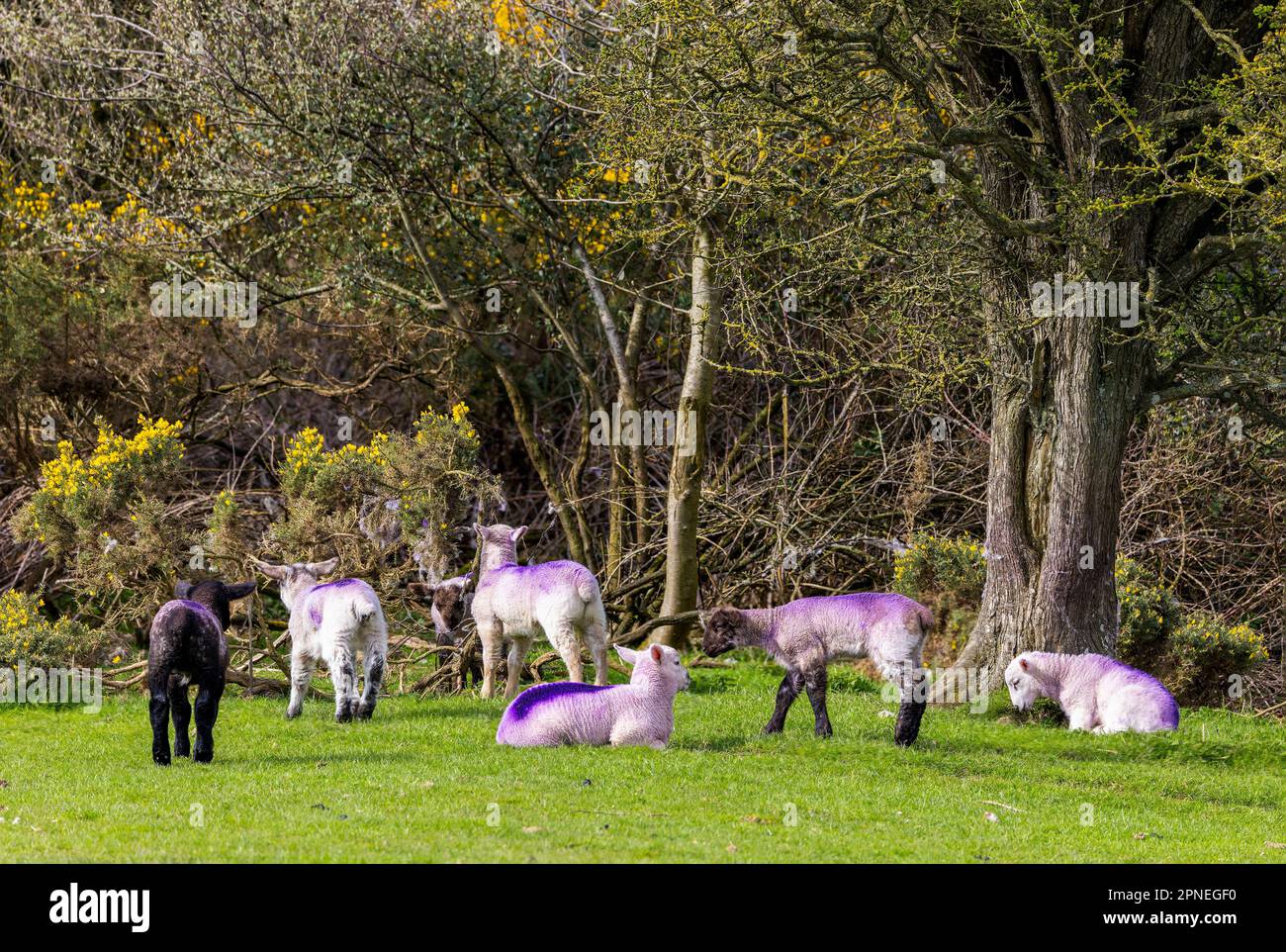 Sette giovani pecore in erba pascolo campo e cespugli giallo furze. Marcare a caldo viola su cappotti di lana degli agnelli. Il Curragh, Kildare, Irlanda Foto Stock