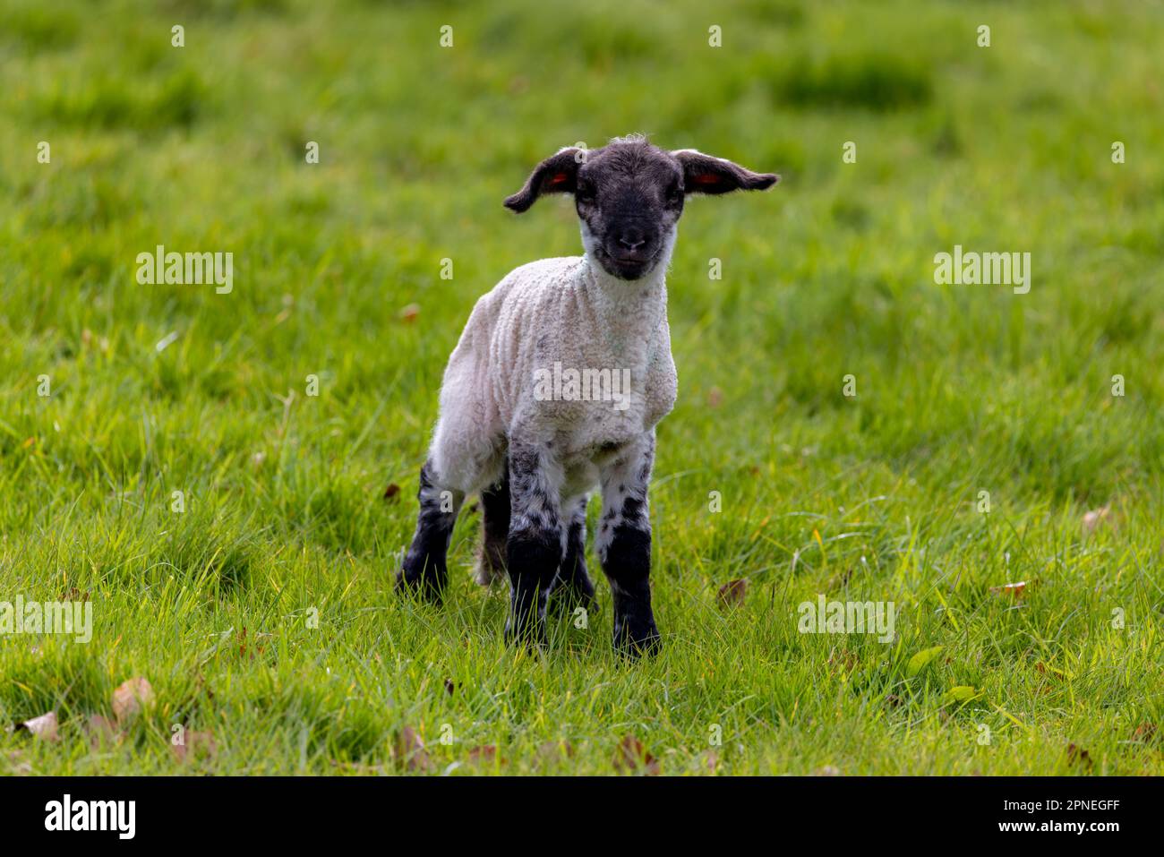 Carino agnello con cappotto di lana bianca, faccia nera e gambe in verde campo pascolo. Giovane animale in campagna nella contea di Kildare, Irlanda Foto Stock