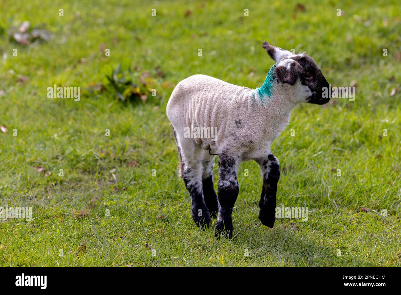 Agnello primaverile con faccia nera e gambe in verde campo pascolo. Carino animale da fattoria bambino isolato su sfondo verde erba. Contea di Kildare, Irlanda Foto Stock