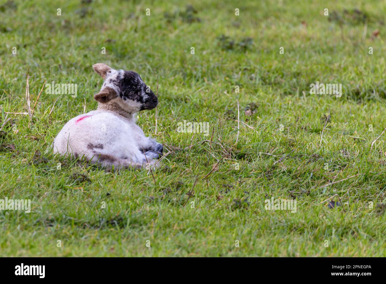 Baby agnello con il viso nero arricciato su addormentato su erba in campo. Irlanda Foto Stock