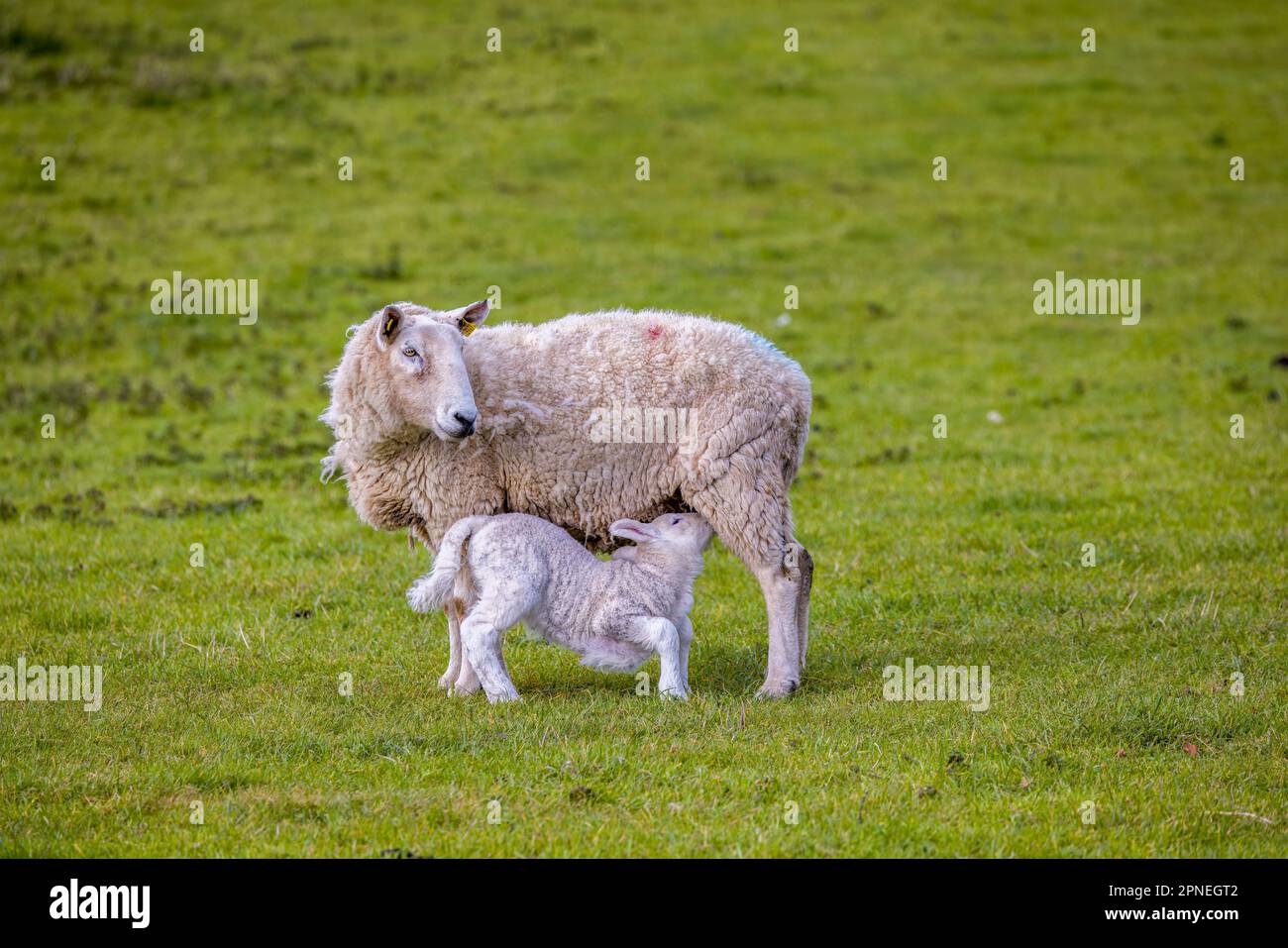 Baby agnello che succhia pecora madre isolato su sfondo verde erba. Kildare, Irlanda Foto Stock
