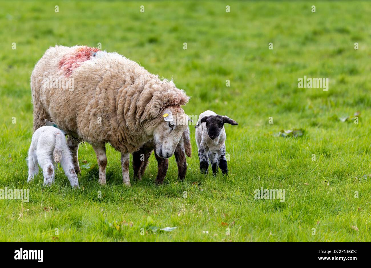 Pecora con agnelli di tripletta, due di bambini che succhiano la madre di pecora. Carino agnello con faccia e gambe nere. Contea di Kildare, Irlanda Foto Stock