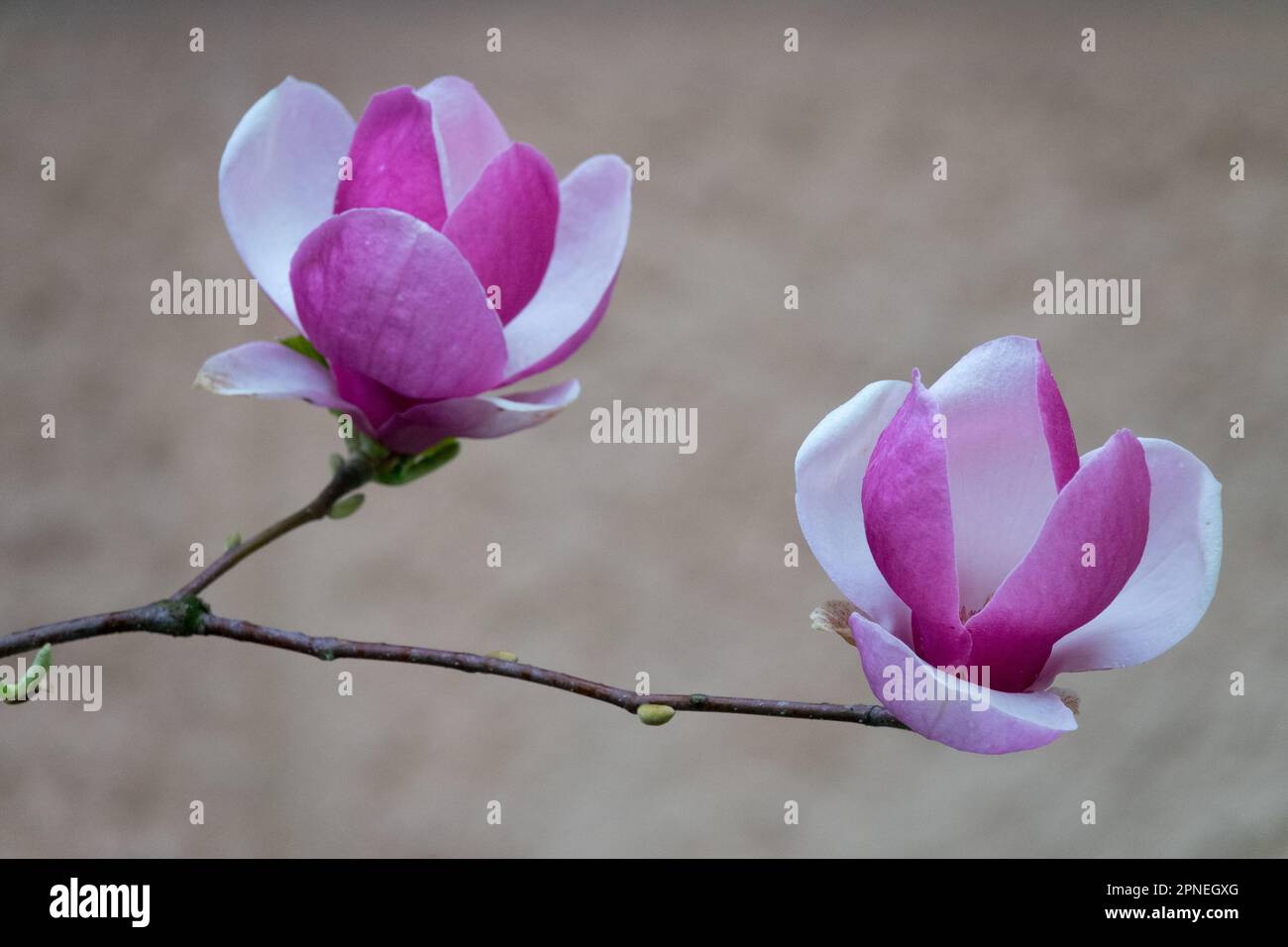 Magnolia x soulangeana Lennei, Blooms Magnolia "Lennei" Foto Stock
