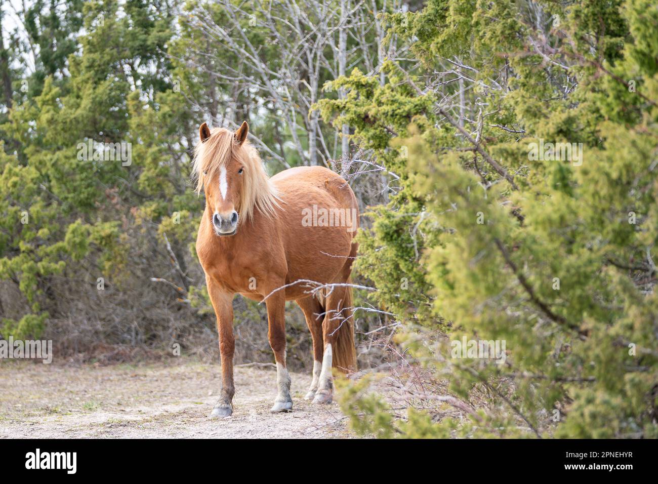 Cavallo nativo estone (estone Klepper) a piedi nel prato costiero. Primavera sull'isola. Foto Stock