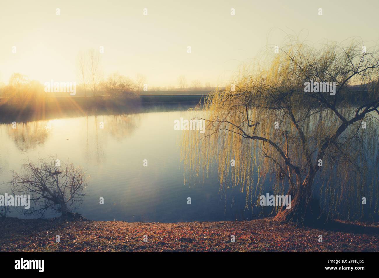 Willow Wheeping albero allo stagno, Tarn-et-Garonne, Francia Foto Stock