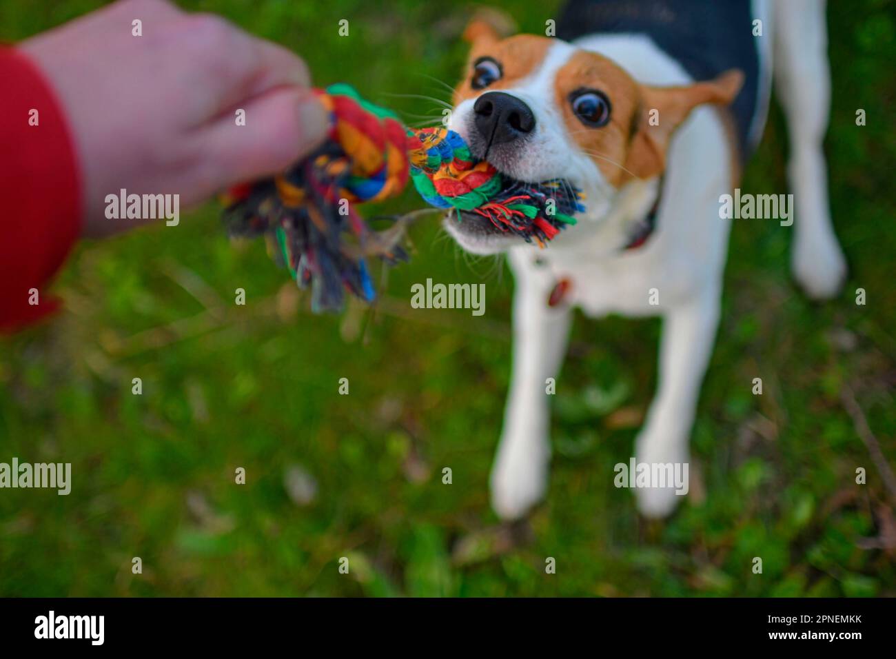 Un cane che tira una corda. Beagle cane che gioca con il suo padrone. Cane e il suo padrone fuori. Cane e il suo giocattolo. Foto autentiche e dal vivo. Foto Stock