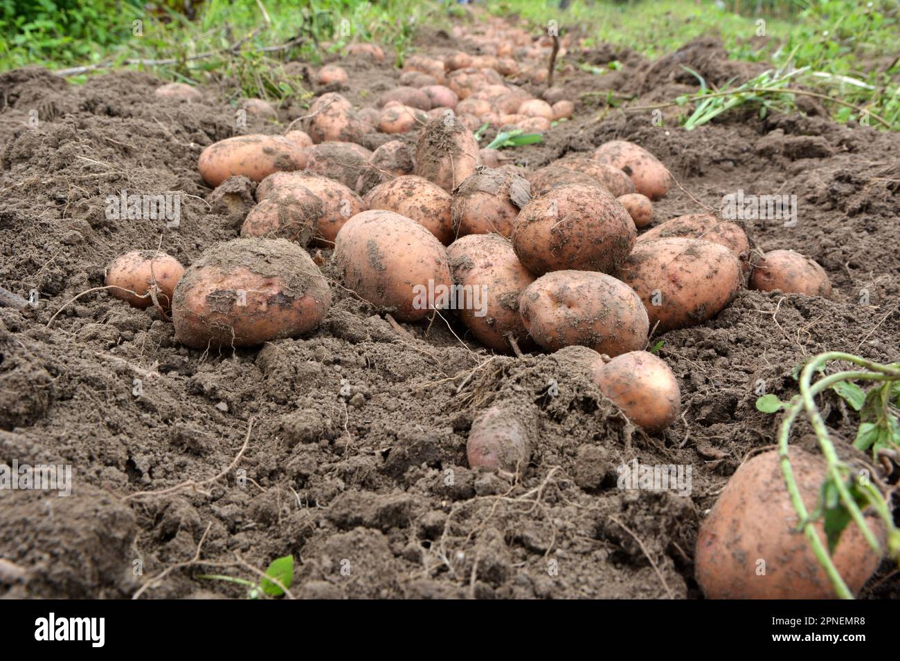 Non appena il raccolto di patate, scavato nel campo agricolo, si trova in una fila. Foto Stock