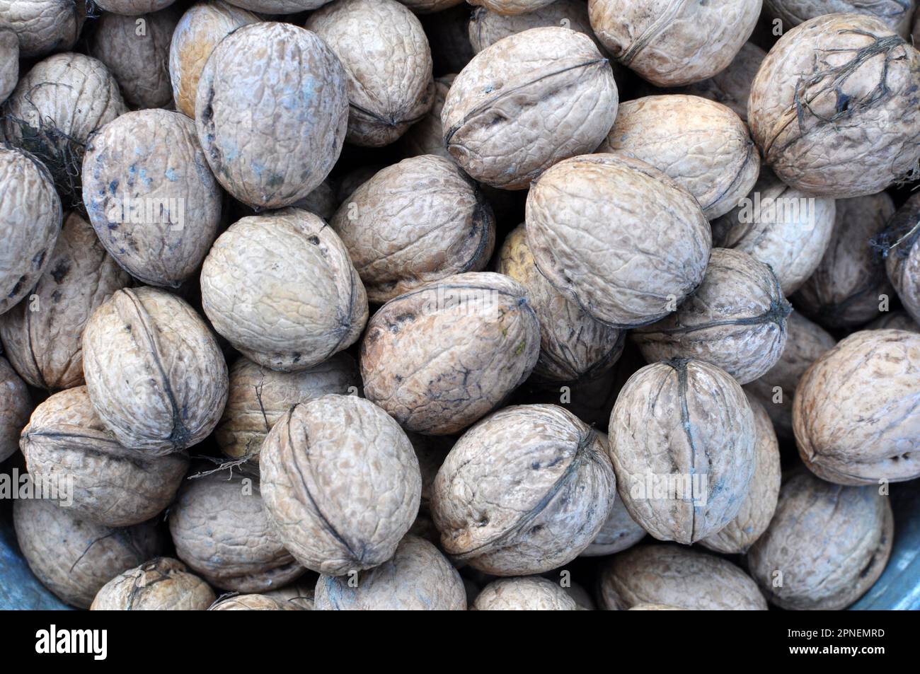 Le noci mature raccolte sono in un mucchio Foto Stock