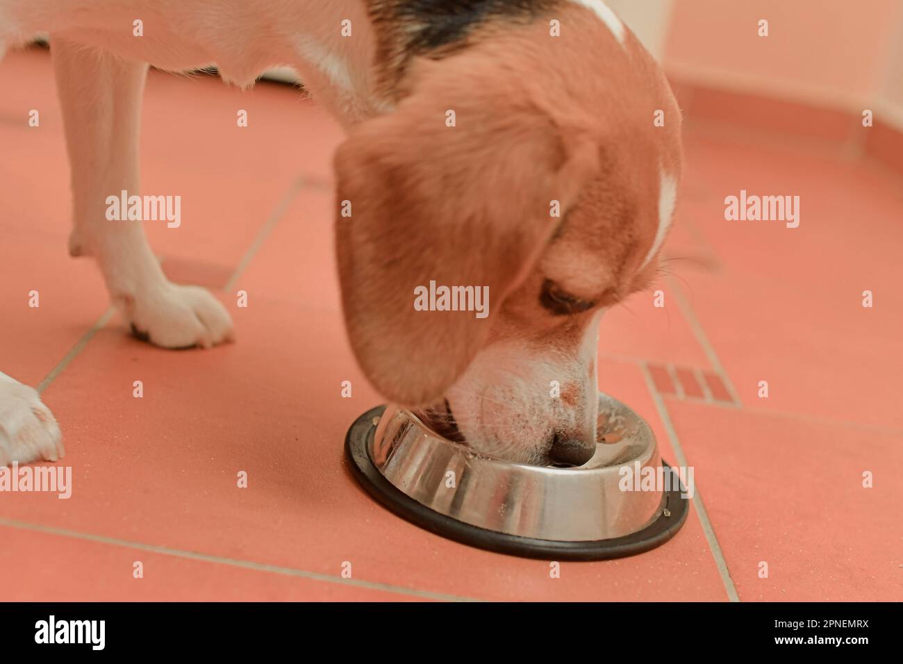Il cane Beagle mangia con la sua ciotola. Il concetto di cibo e nutrizione di qualità per cani. Foto Stock