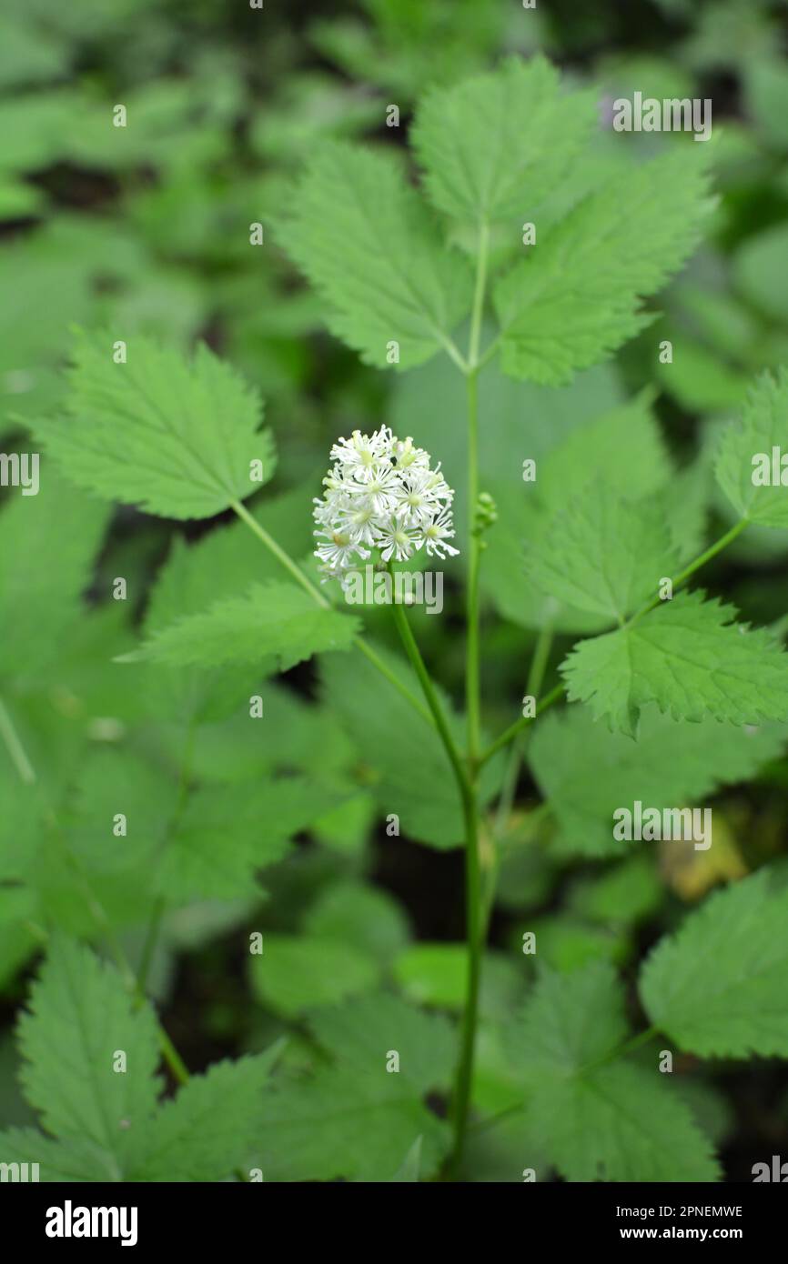 Pianta perenne, rara, velenosa l'Actaea spicata cresce in natura nei boschi Foto Stock