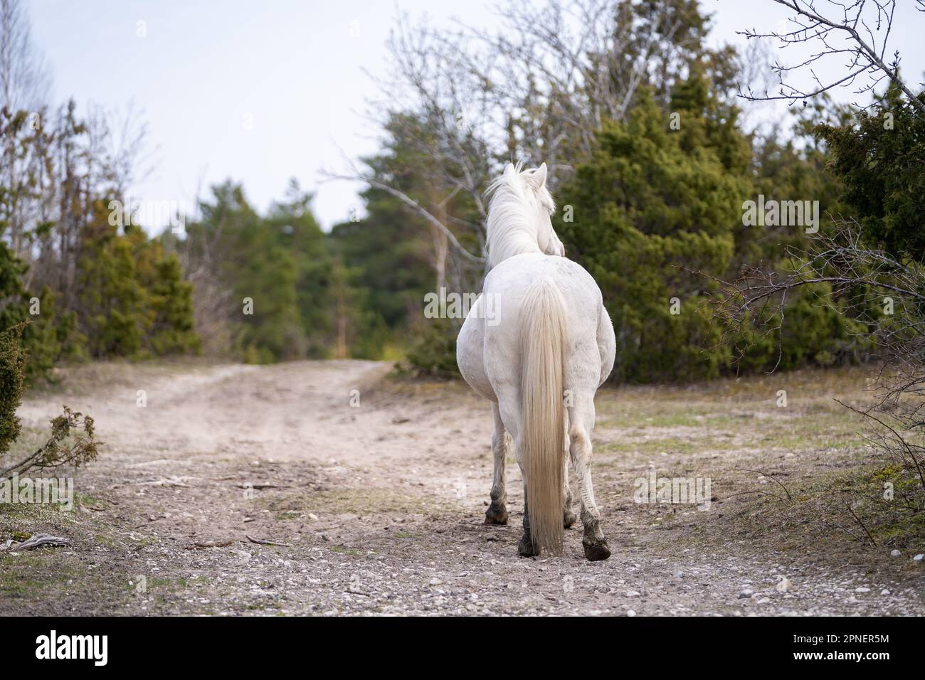 Cavallo nativo estone (estone Klepper) a piedi nel prato costiero. Primavera sull'isola. Foto Stock
