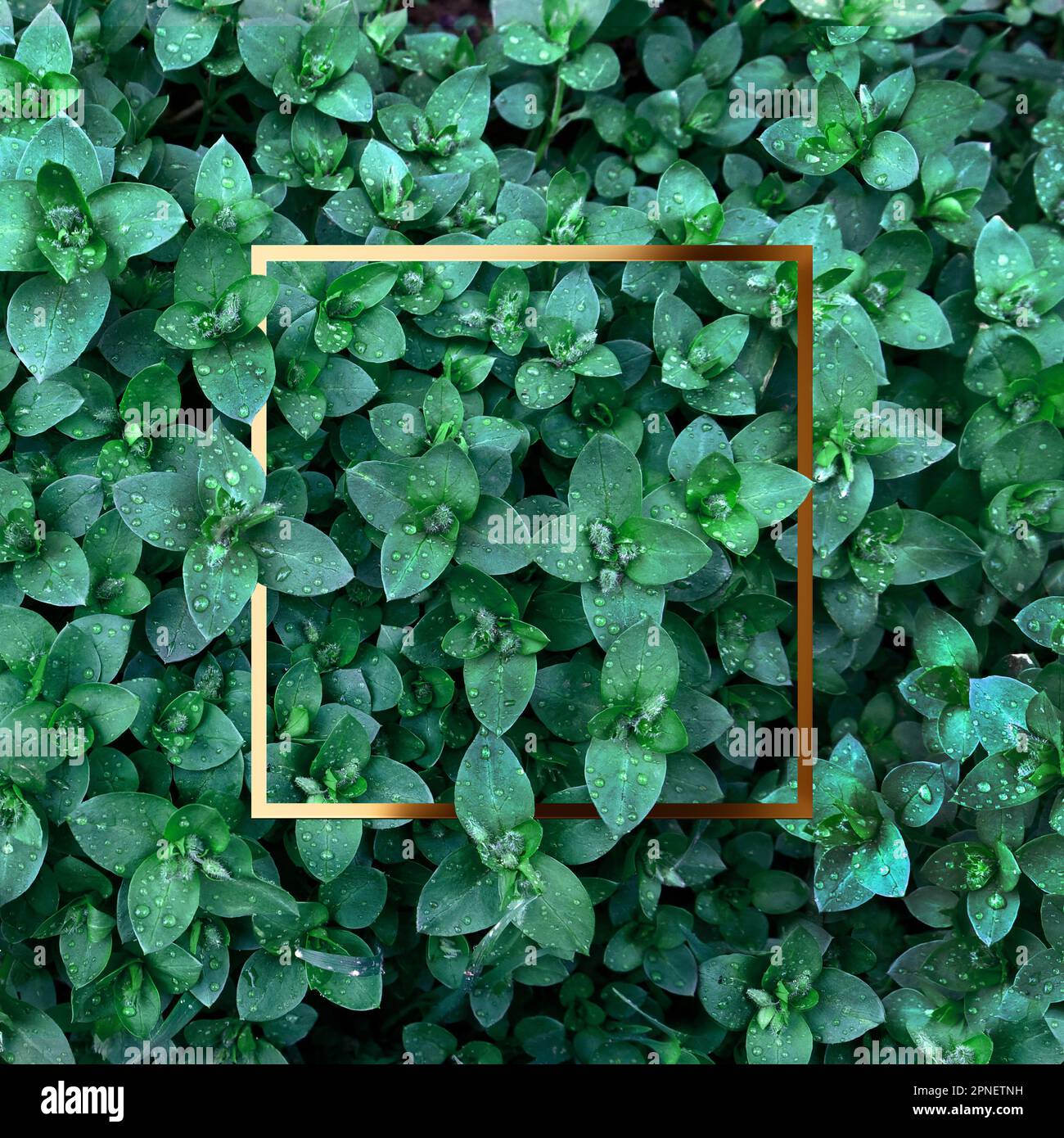 Foglie verdi con struttura dorata. Sfondo naturale e carta da parati. Layout creativo Foto Stock