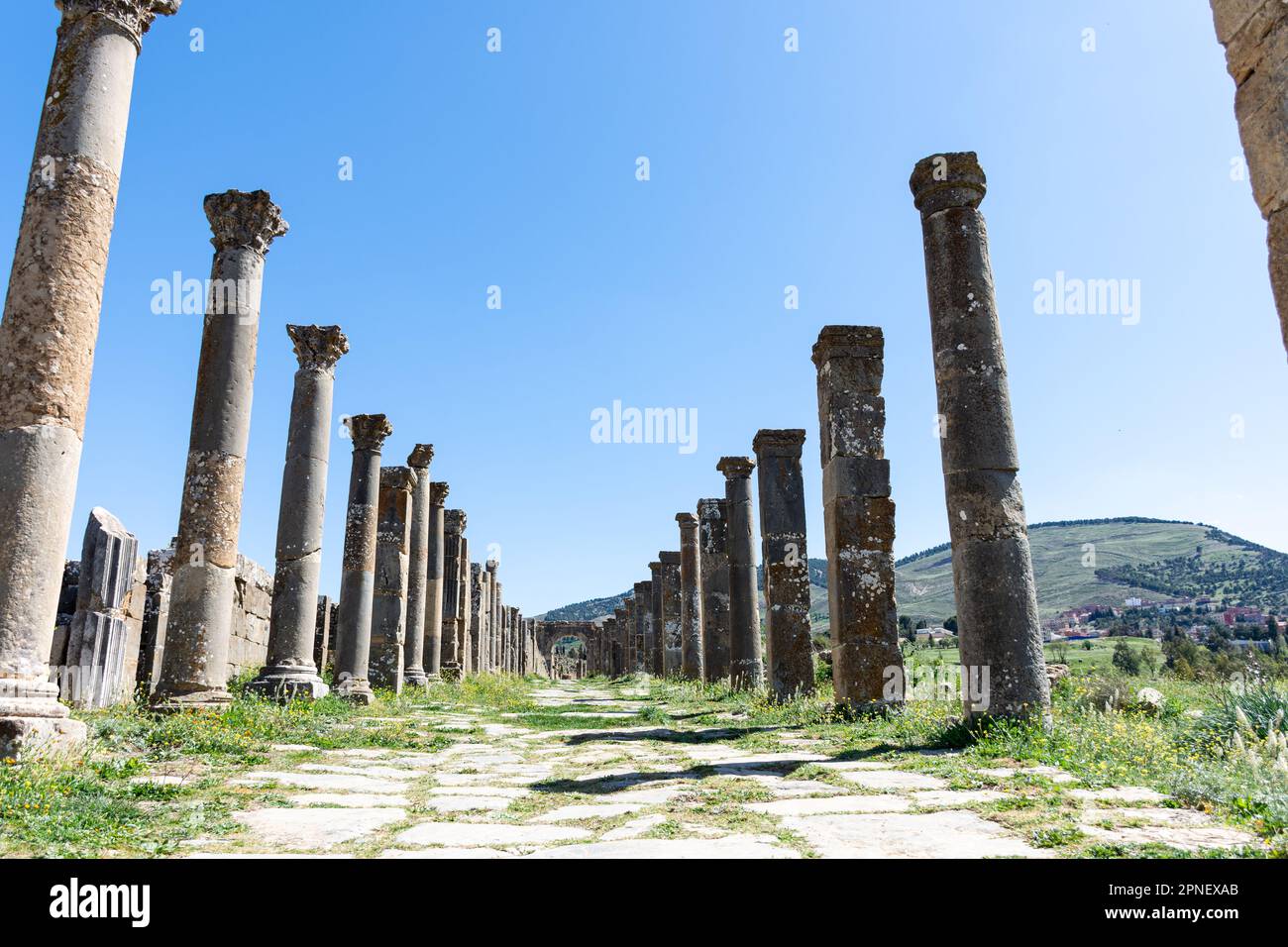 Vista delle colonne romane nell'antica città di Cuicul-Djemila. Sito patrimonio dell'umanità dell'UNESCO. Foto Stock