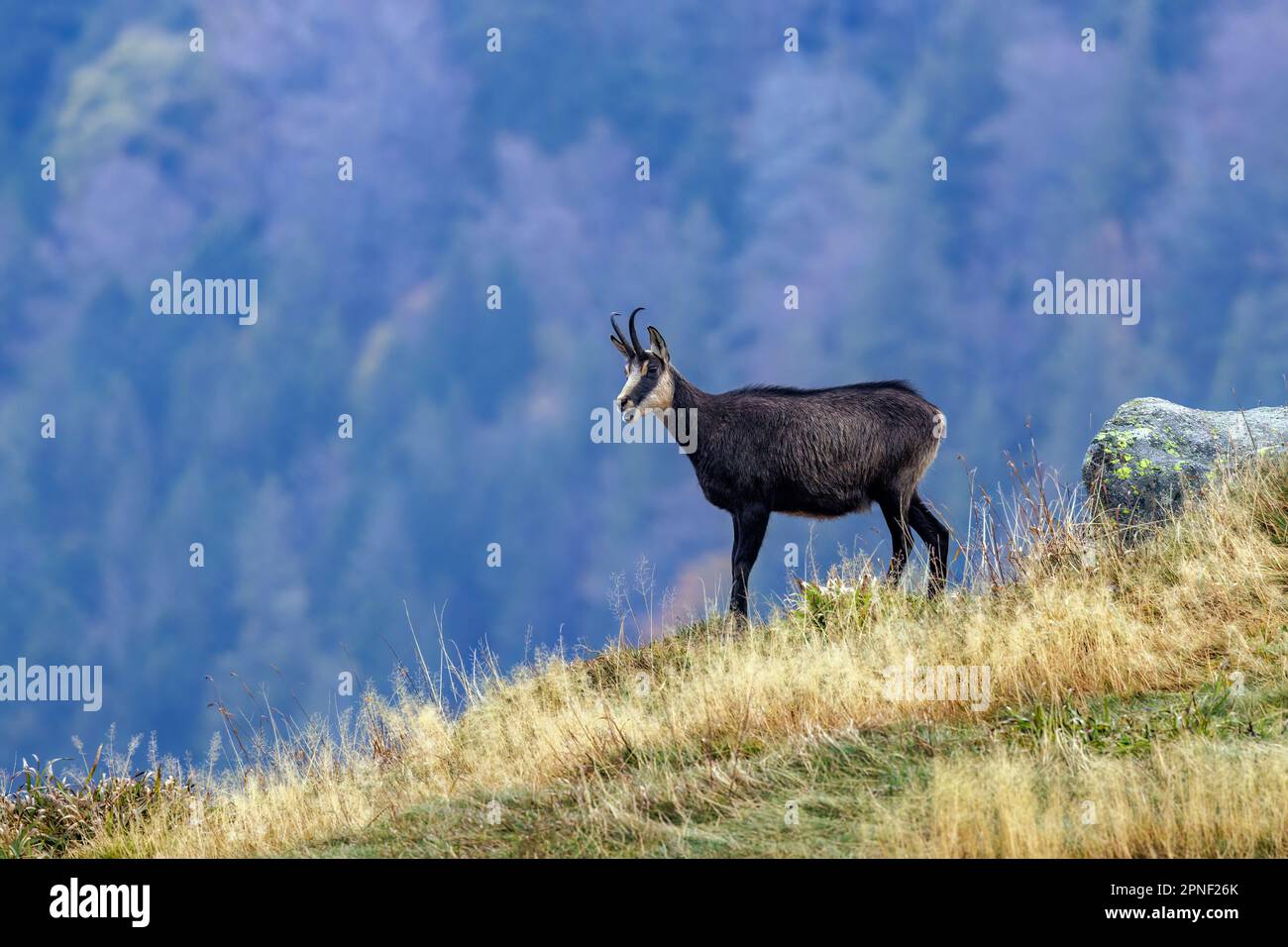 Camosci (Rupicapra rupicapra), in piedi femmina, bassa catena montuosa francese sullo sfondo, Francia, Vosgi Montagne, le Hohneck Foto Stock