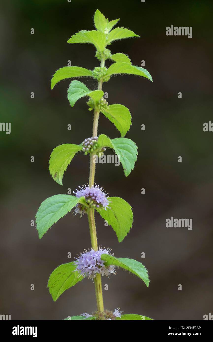 Zecca di Brook, Zecca canadese, Zecca comune, Zecca di mais, Zecca di mais europea, Zecca di campo (Mentha arvensis), fioritura, Germania, Baviera Foto Stock
