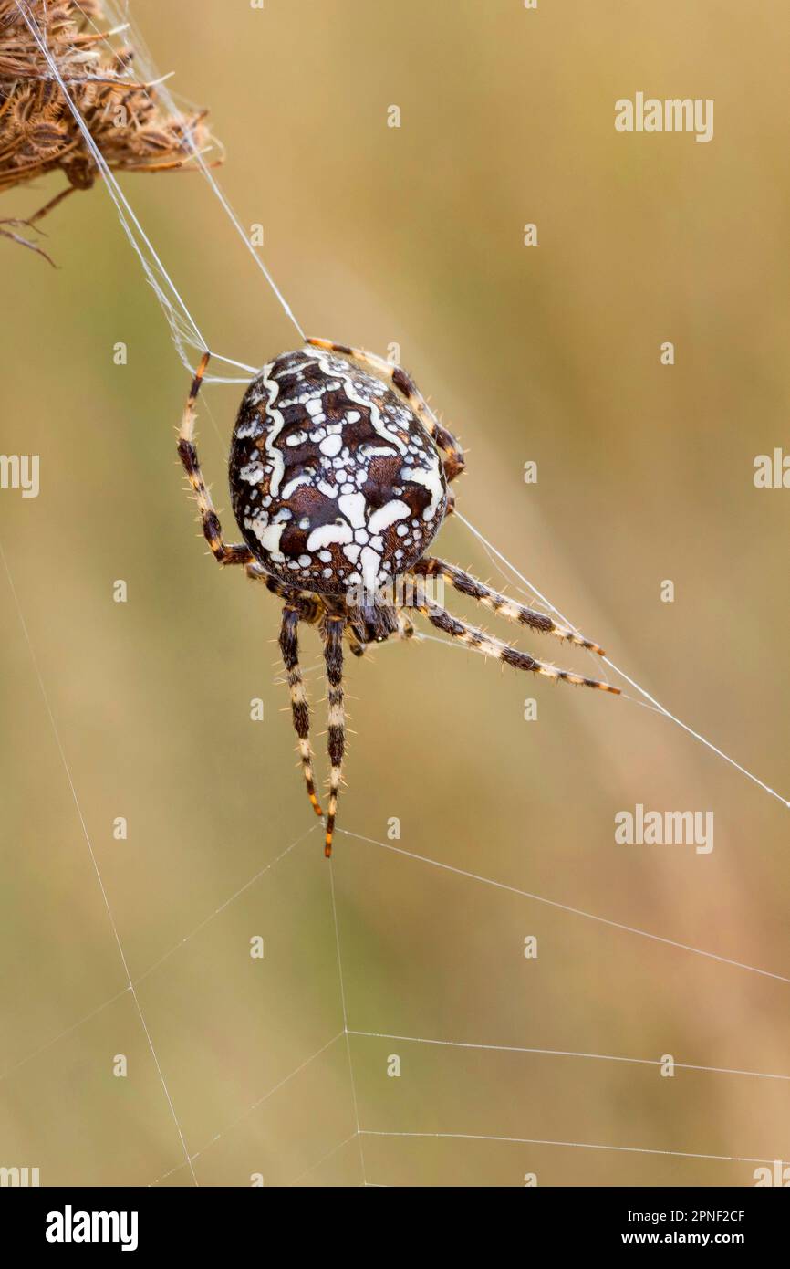 Croce orbweaver, giardino europeo spider, cross spider (Araneus diadematus), nel web, Germania Foto Stock